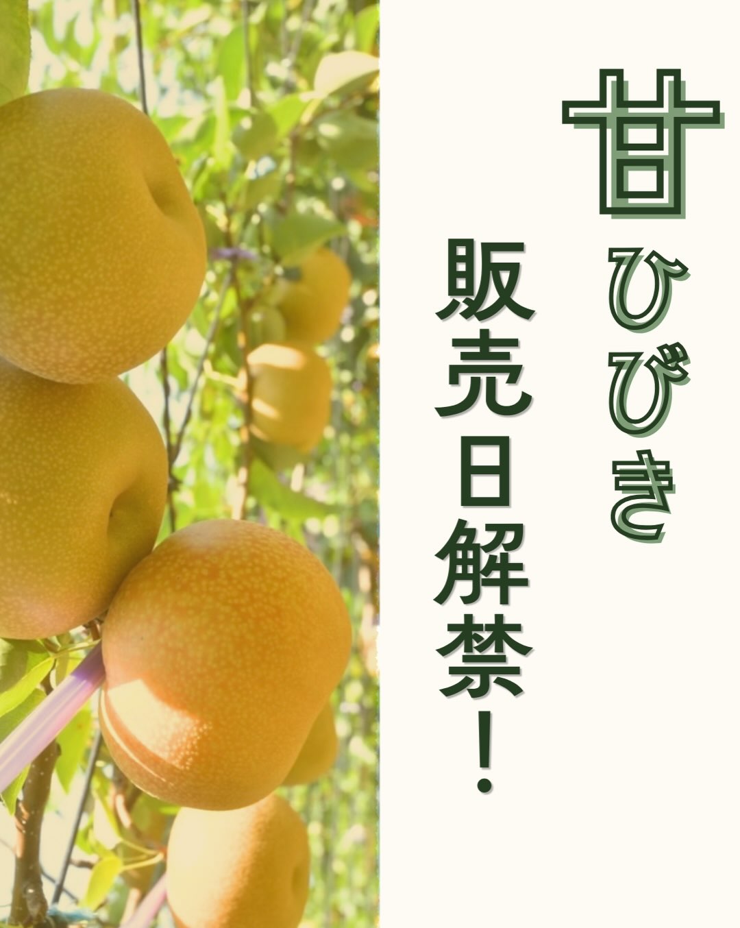 甘ひびき販売情報📢‼︎】 インスタご来店ありがとうございます😊 お