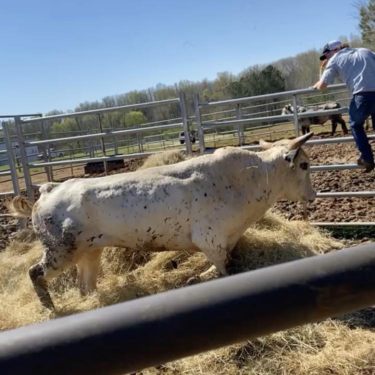 Rank Stock Rodeo Company | Greenwood SC