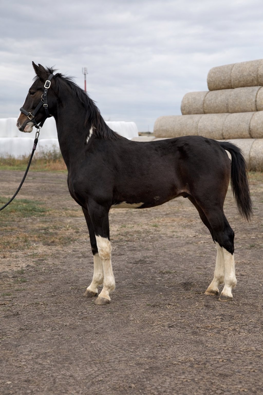Looking for new Home , Stallion full pedigre 5650 Hungary