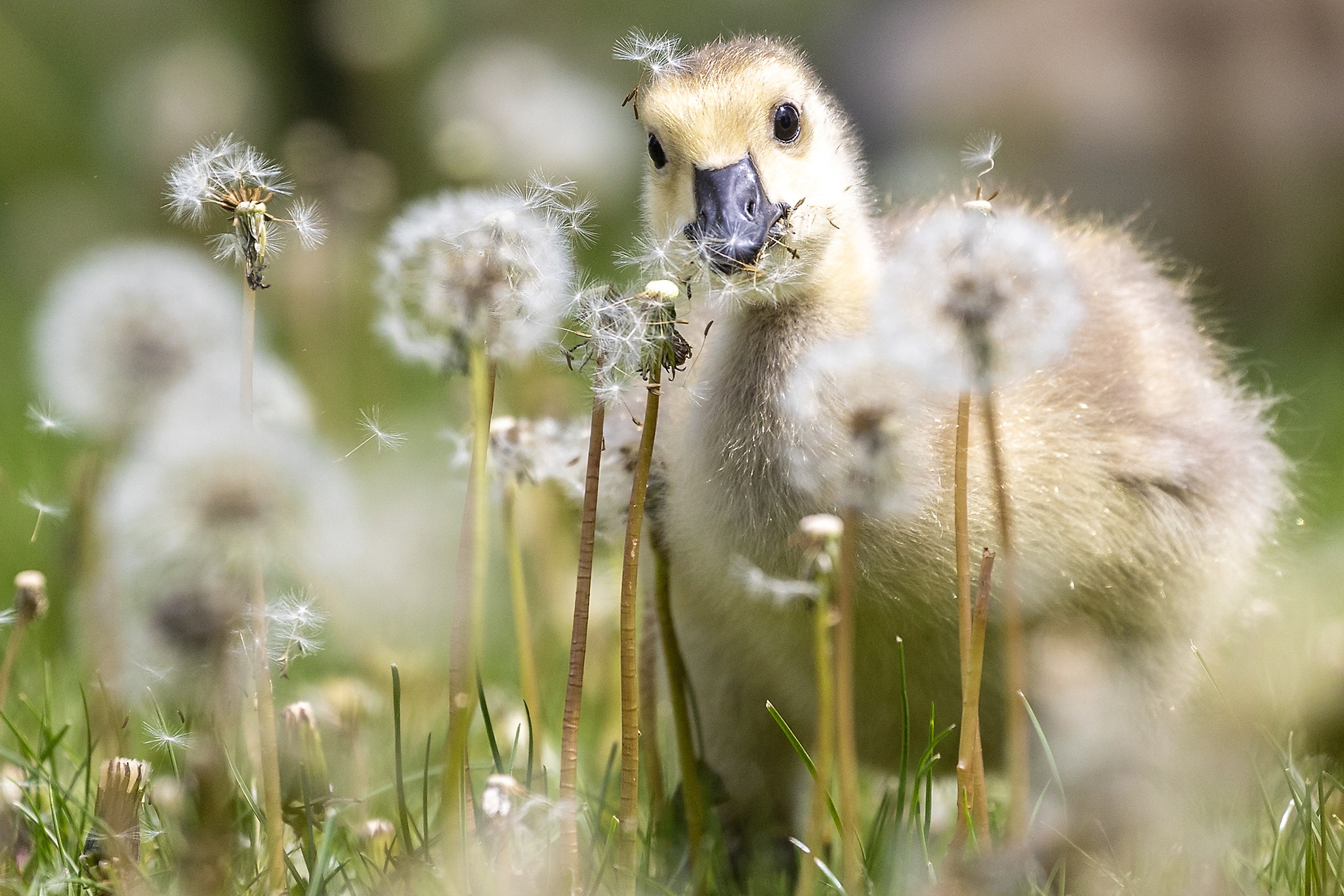 Lewiston - A gosling messily eats seeds of a dandelion on Tuesday at ...
