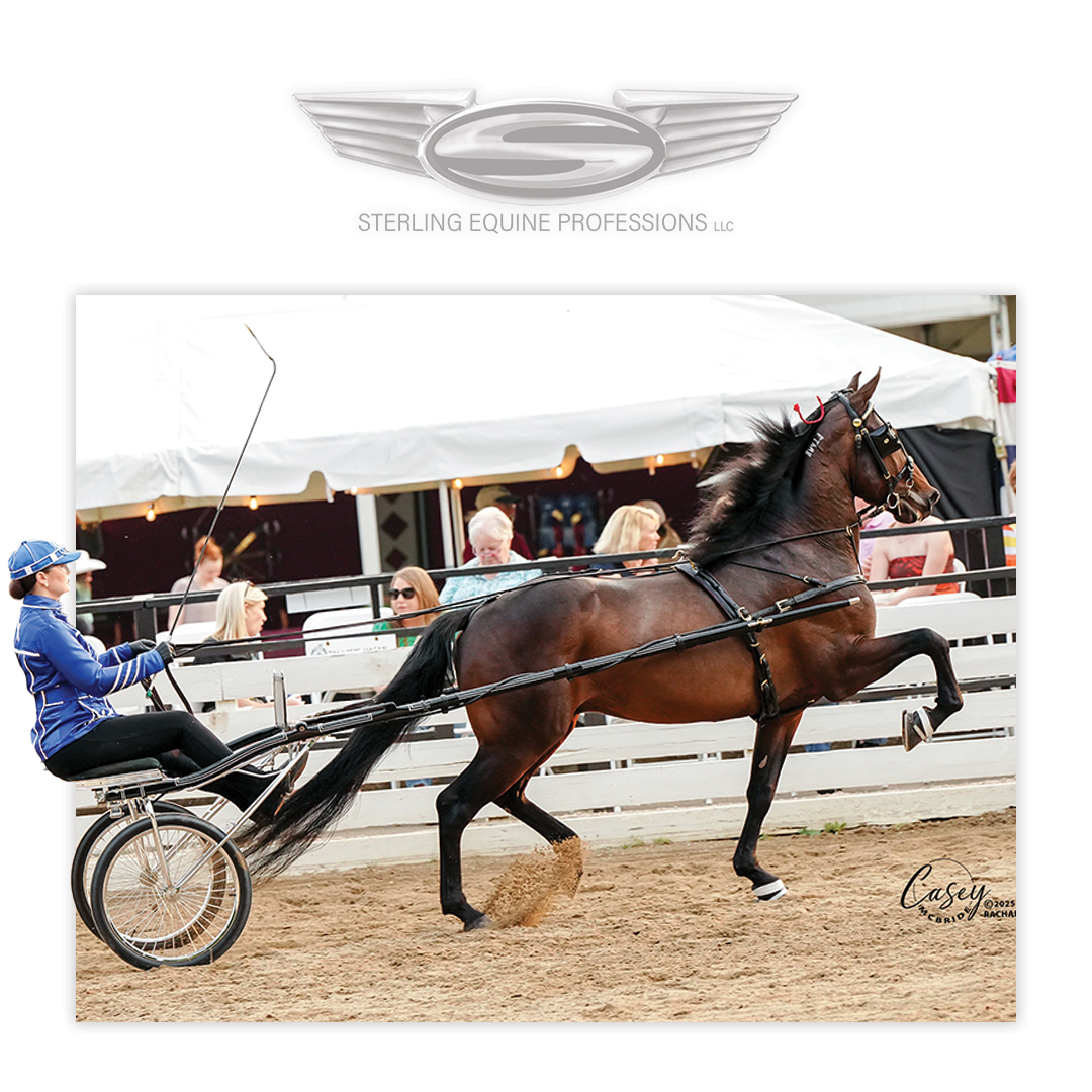 Sterling - ⚡ Reserve Honors in the Novice Class Michigan Man, driven by ...