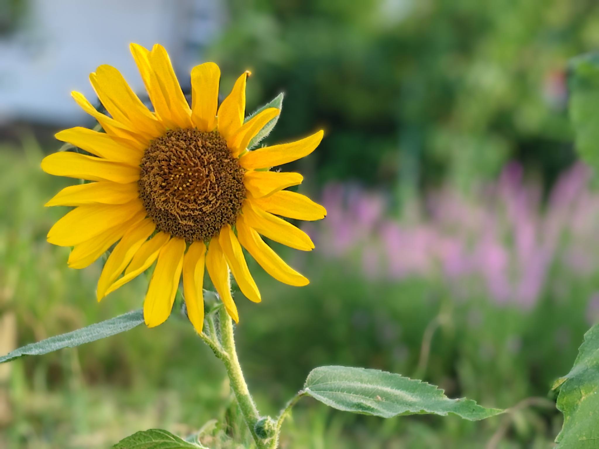 向日葵🌻と風に靡くマコモ🌾