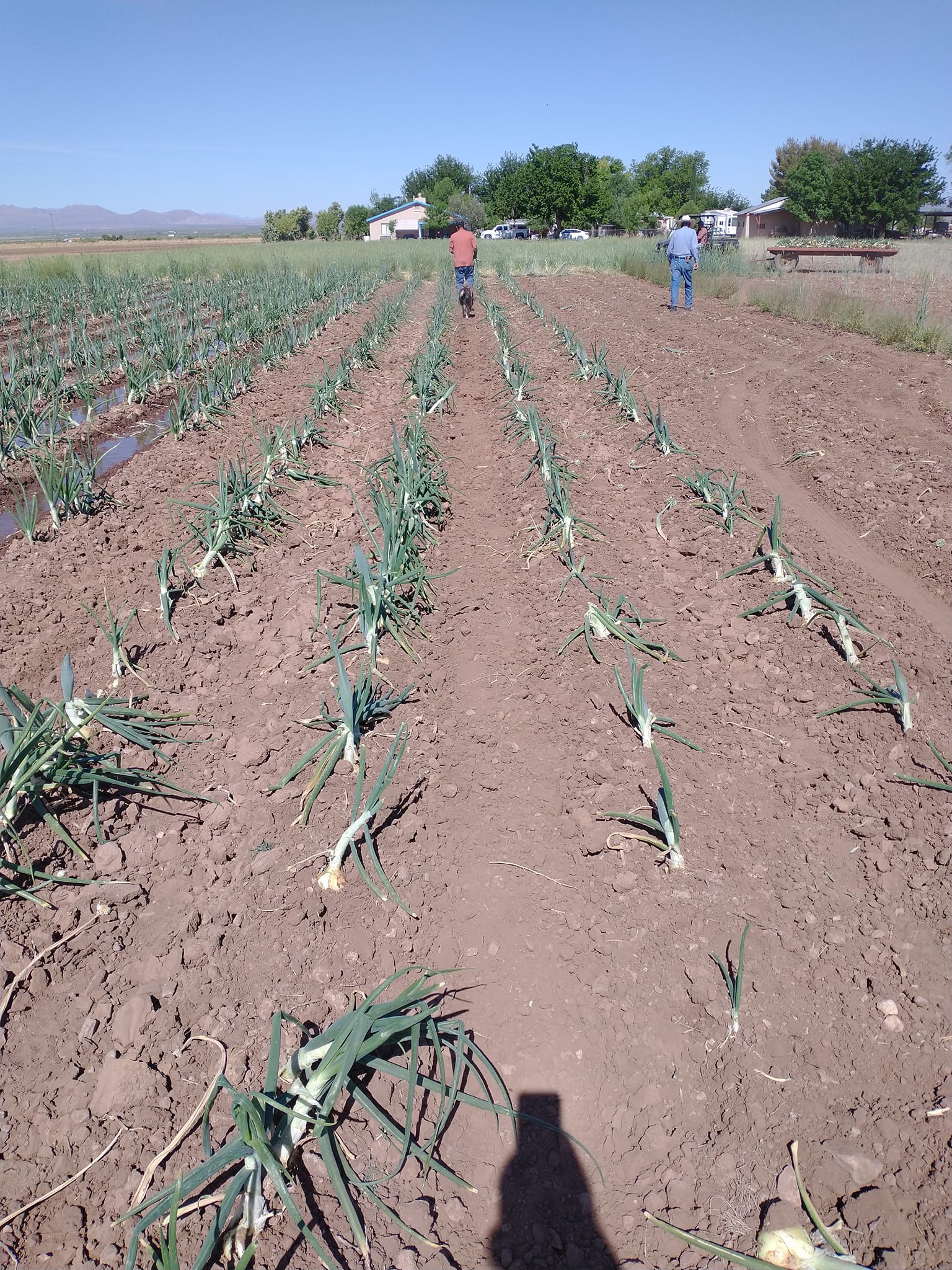 Elfrida Chile & Ochoa's Farm | McNeal AZ