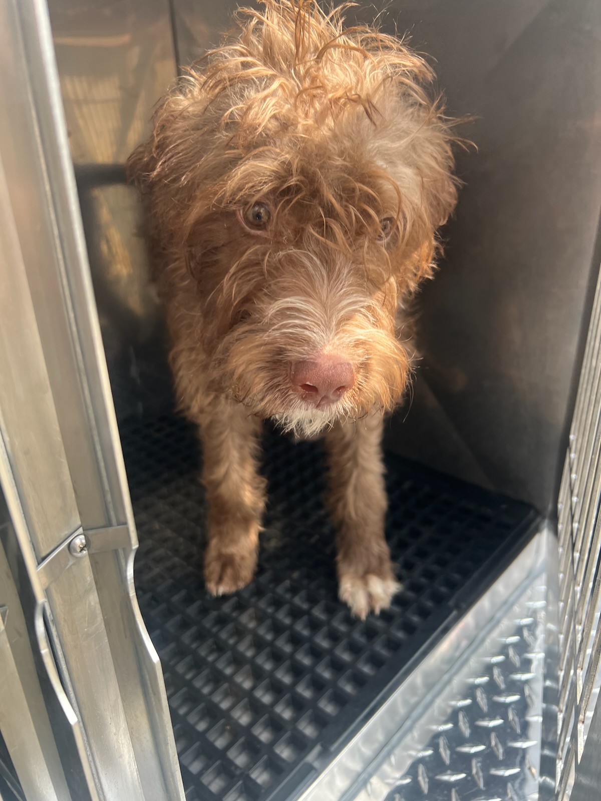 This dog was found in the 1800 block of Hickorydale Ave in Dayton