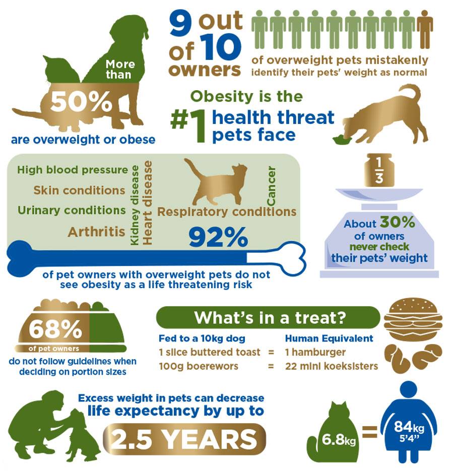 IVSA - For this #WeekinWelfare: Pet obesity prevention. Obesity is a ...