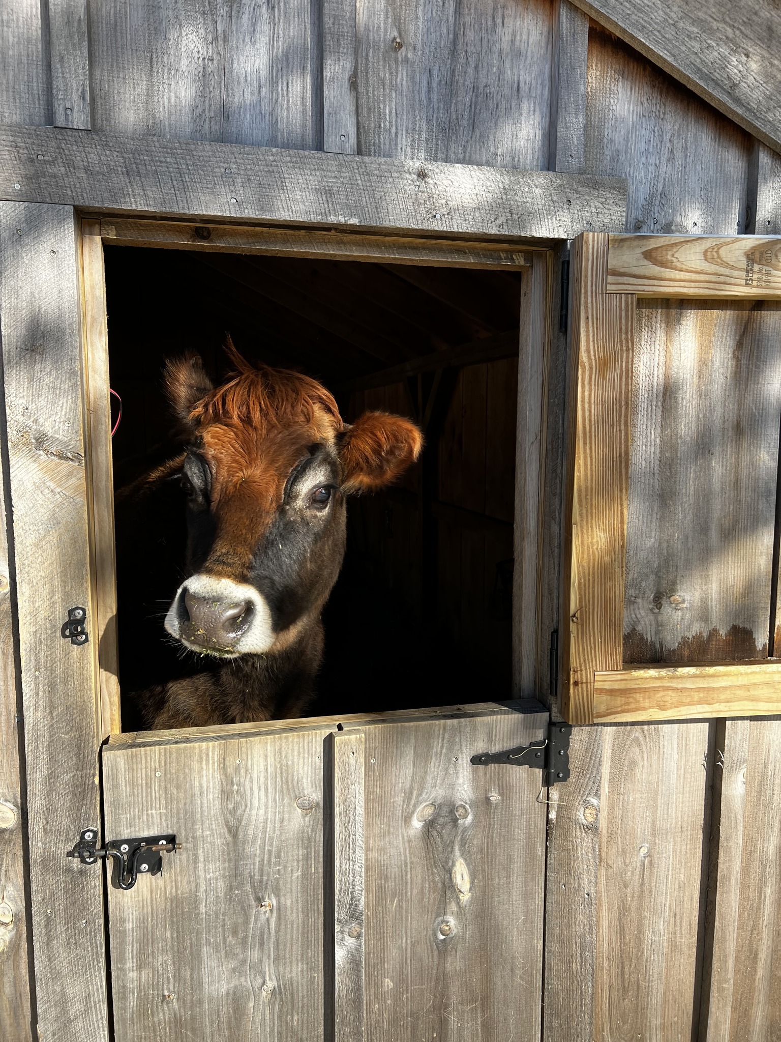UPDATE: So vet was here and Fern... - Breezy Pond Farm | Facebook