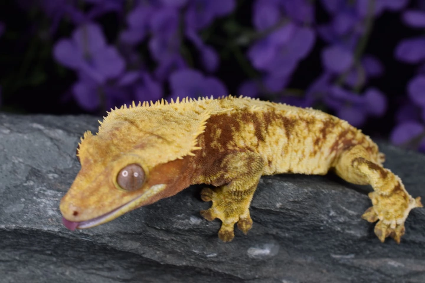 Gecko Loco Exotics