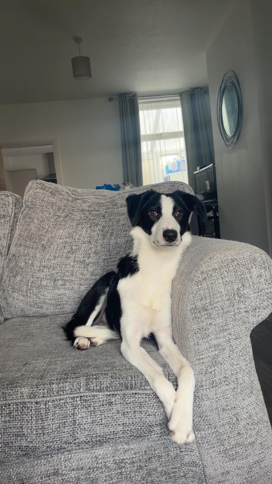 My gorgeous 7 month old tess 🥰😍 | Facebook