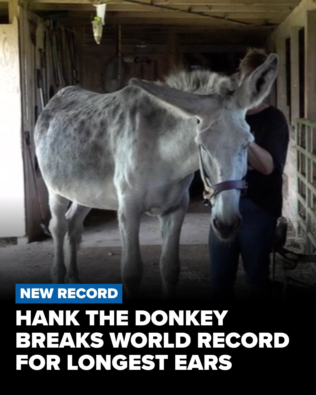 A 16-year-old Pennsylvania donkey named Hank just claimed the