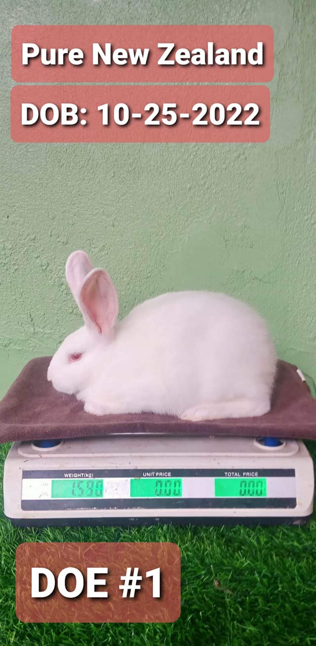 T&G Rabbitry - THIS BATCH OF QUALITY KITS IS NOW... | Facebook