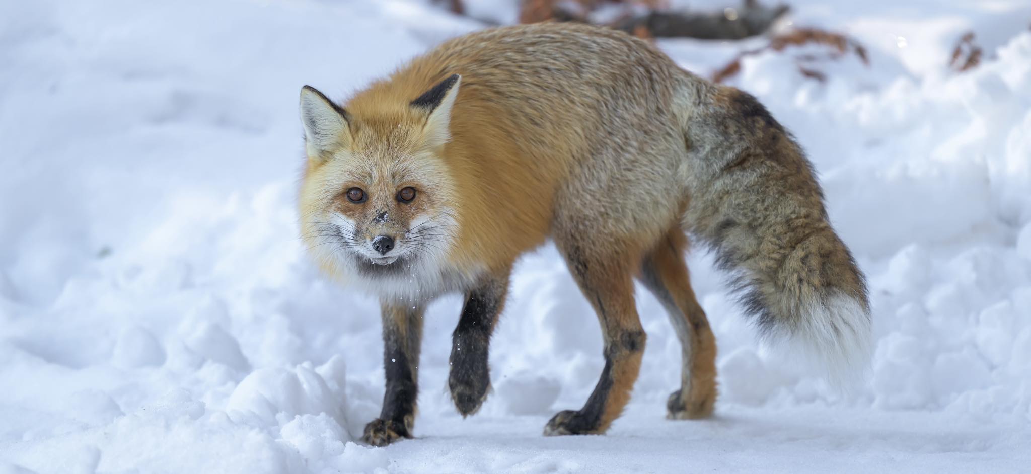 How about another fox for Fox Friday? Yellowstone National Park