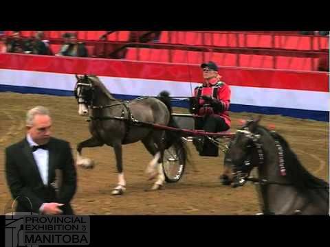 Provincial - Entry for the Hackney Harness show closes on Friday ...