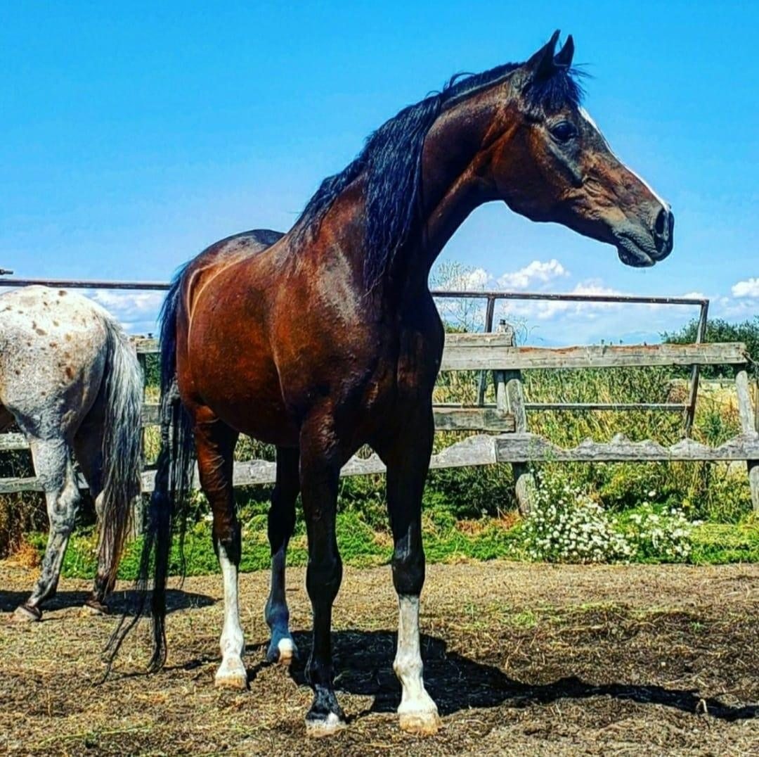 DELTA RIDING CLUB | Silver Oaks Farm & Equestrian located on 34B Avenue ...