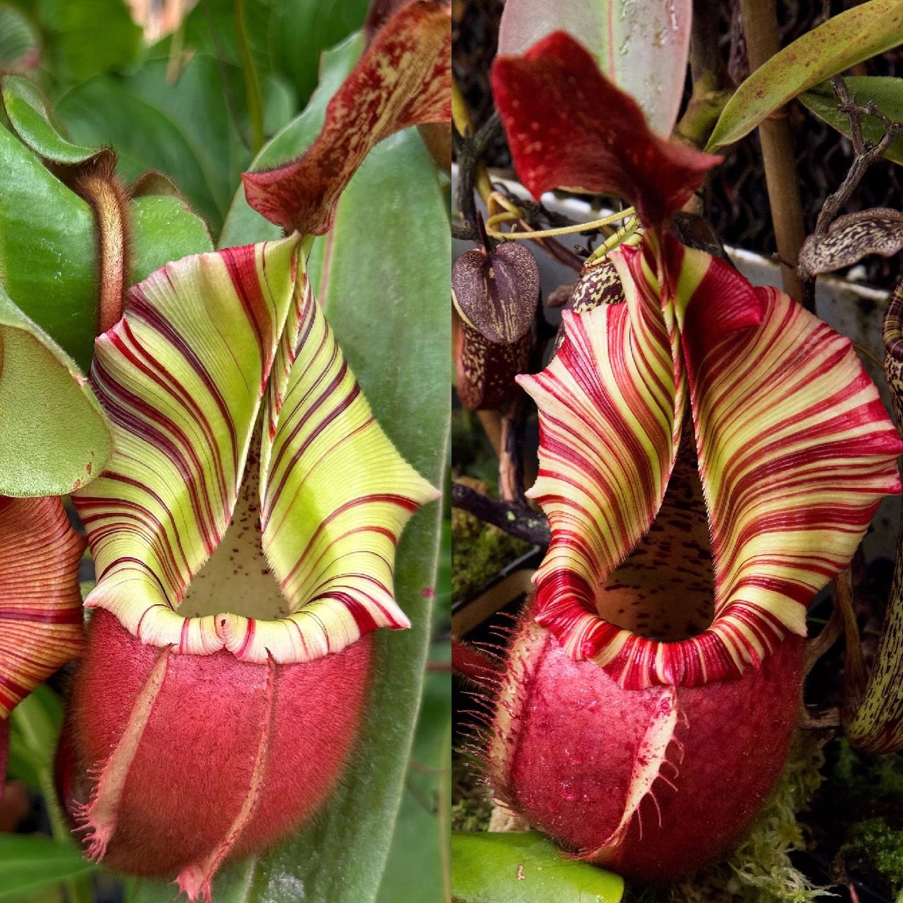 Nepenthes veitchii (e) re-3491 grex from Redleaf Exotics