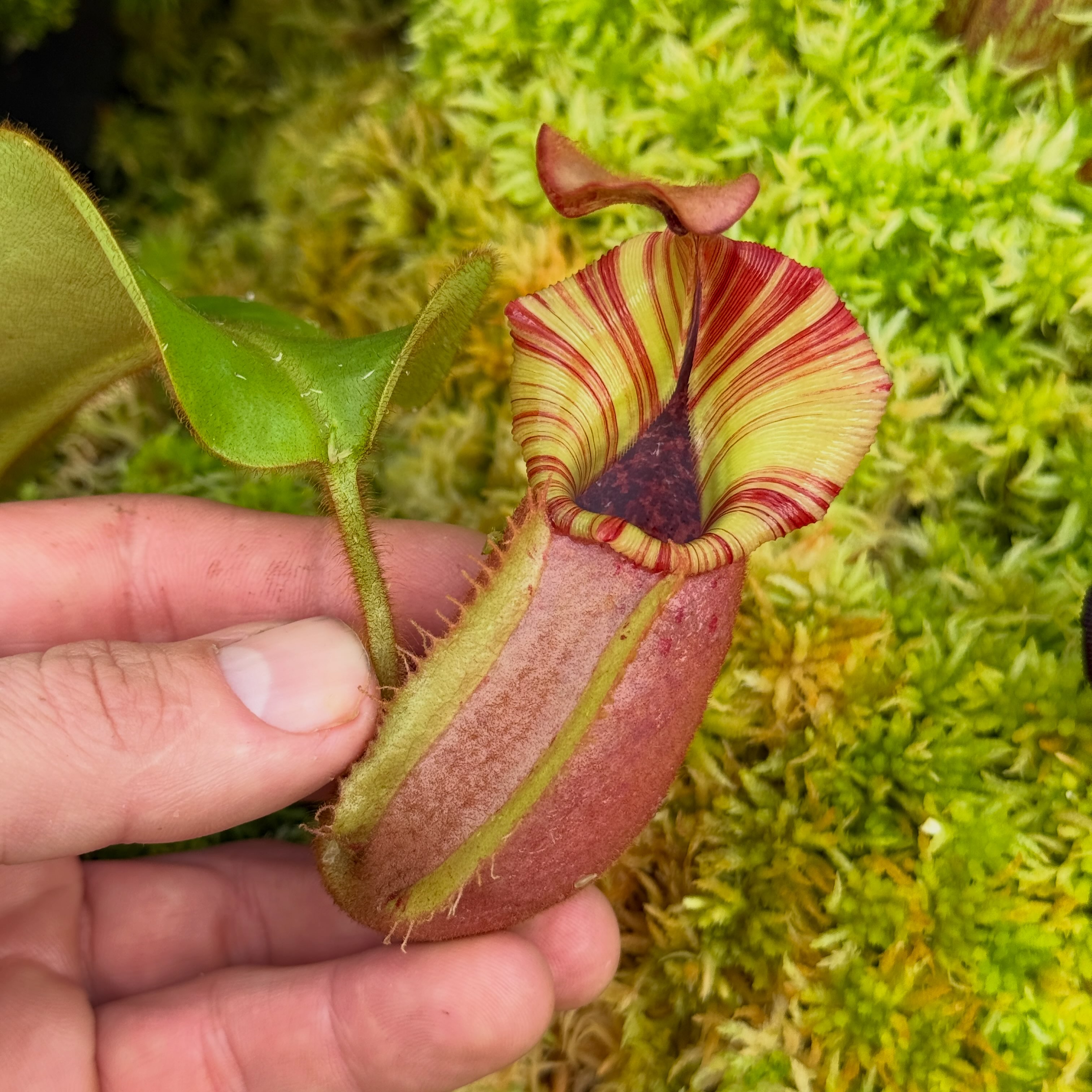 Nepenthes veitchii (e) re-3491 grex from Redleaf Exotics