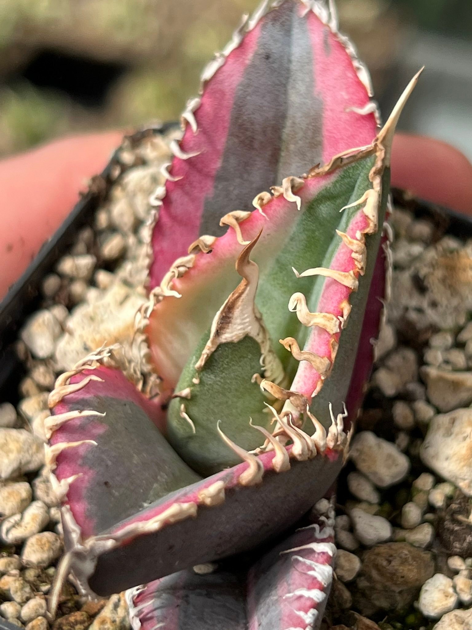 Agave titanota 'Red Lion' coloring back to the original color. A