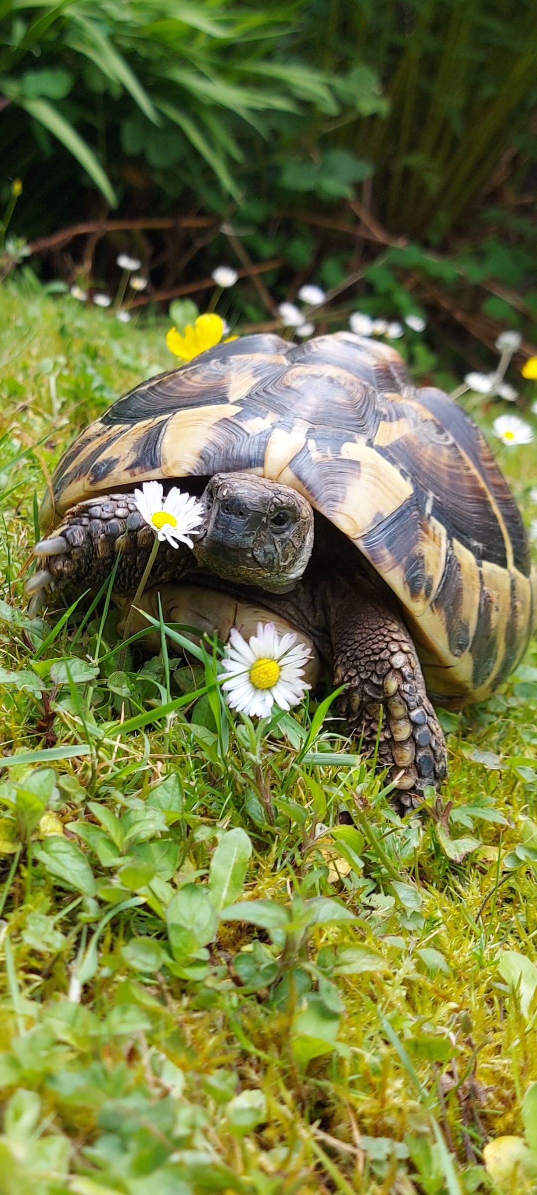 Ruby's Reptile Rescue | Pontypridd