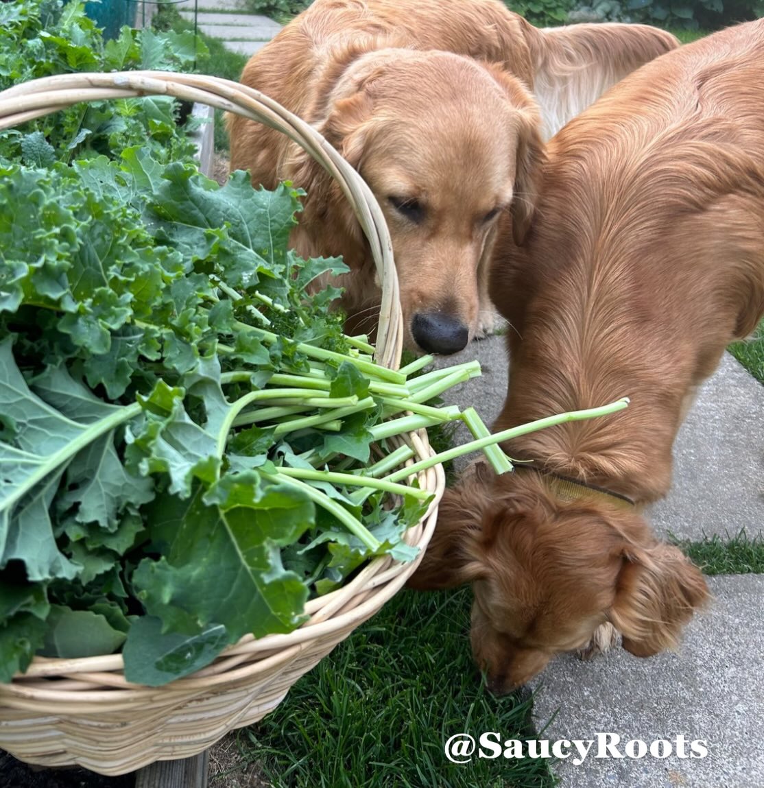 Saucy Roots