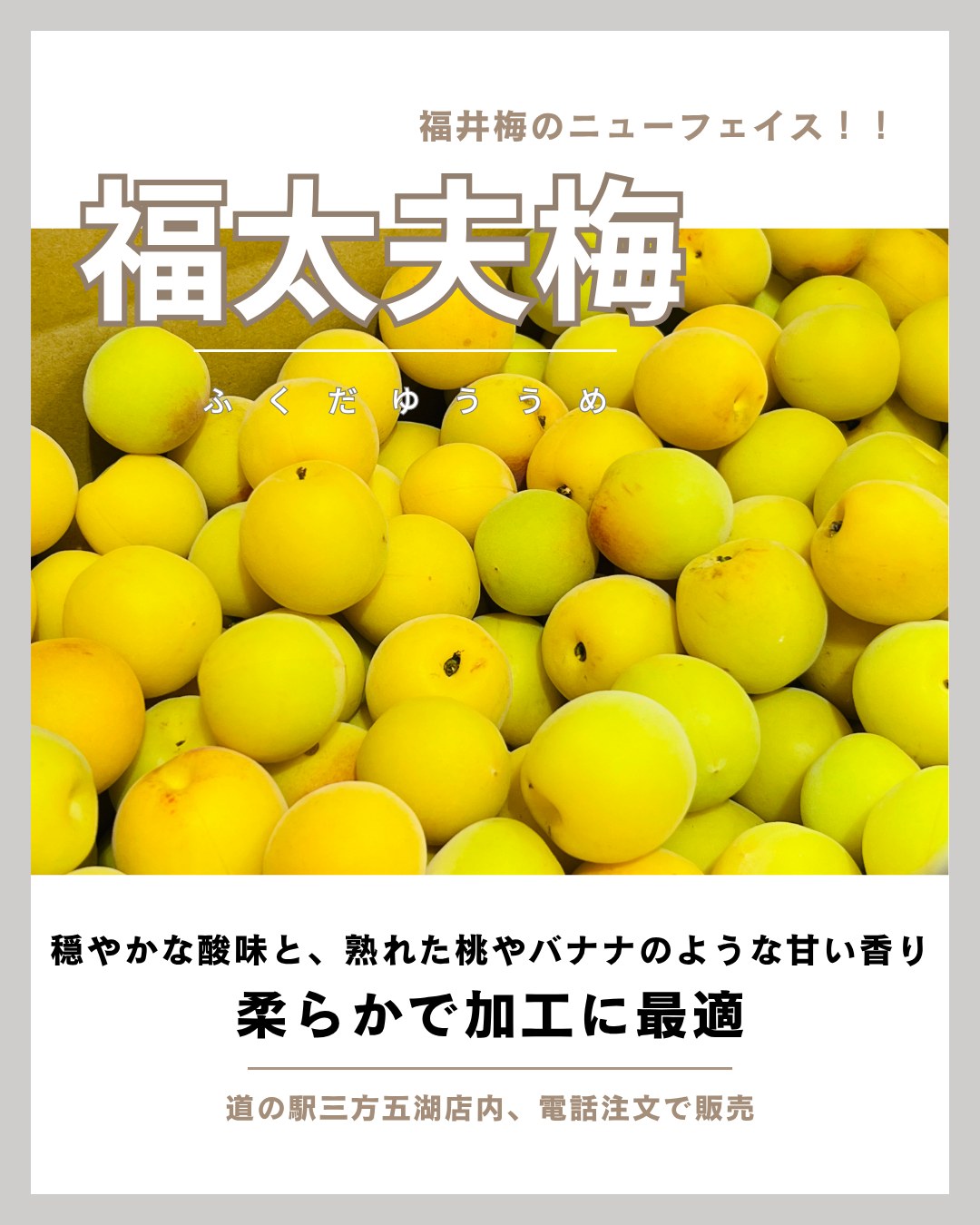 🍑 糖度高く、フルーティー。福井梅最新品種「福太夫（ふくだゆう