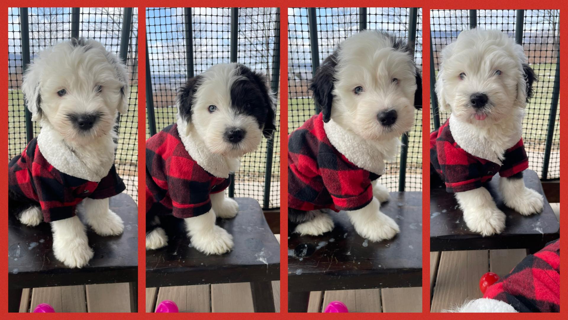Welcome to the Franny and Kip Golden... - GDB Puppy Central | Facebook