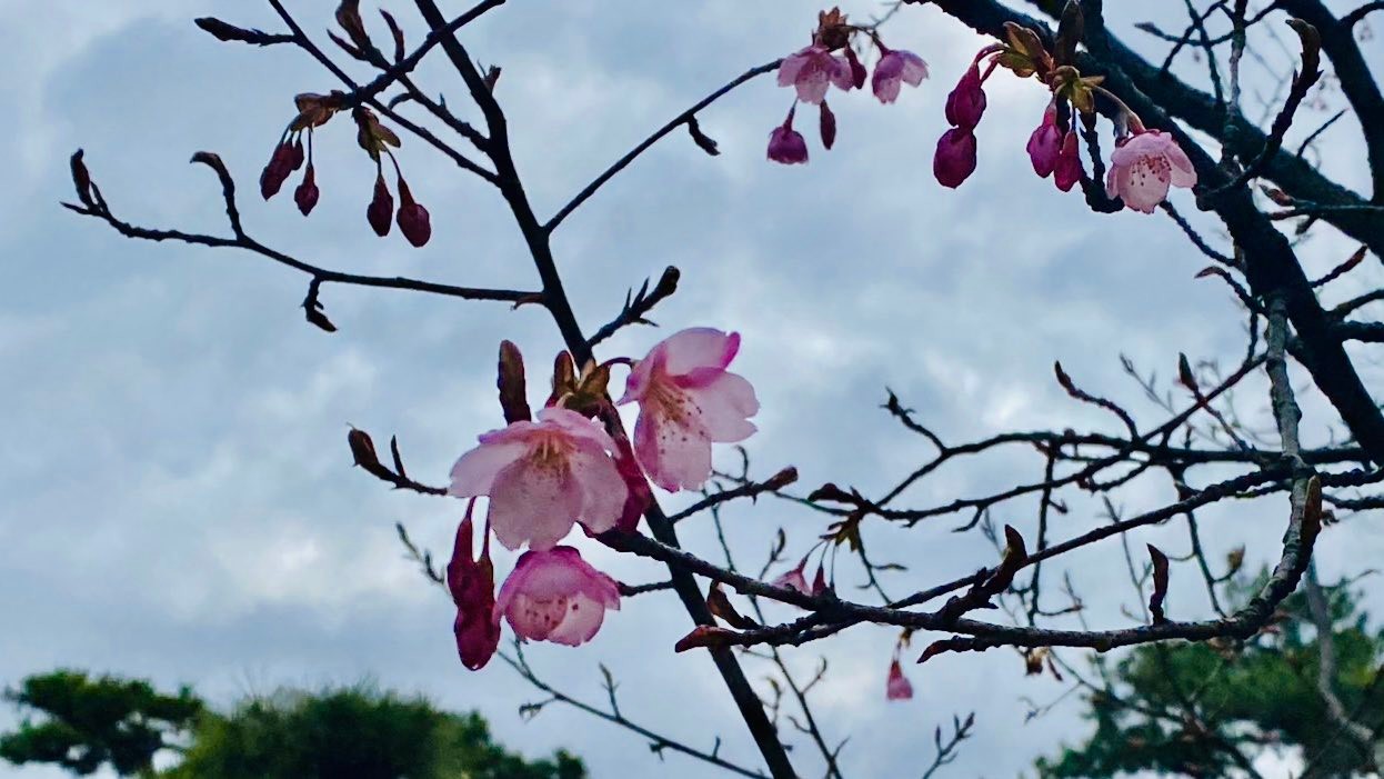 桜の馬場」2026桜開花情報 3月4日 蜂須賀桜(ハチスカザクラ)が開花 