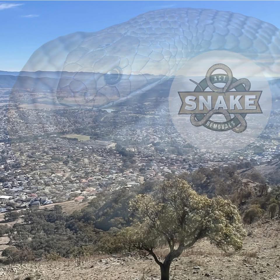 Yass-based Jake releasing a nice wee Red-bellied black snake he ...