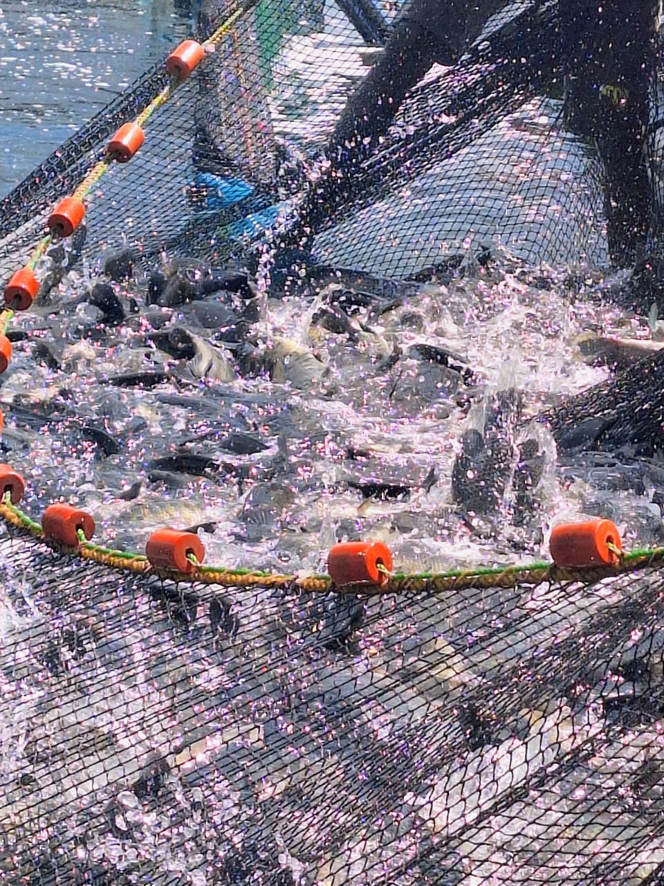 Rio Fish - Last week at our Rio Fish farm, we celebrated... | Facebook