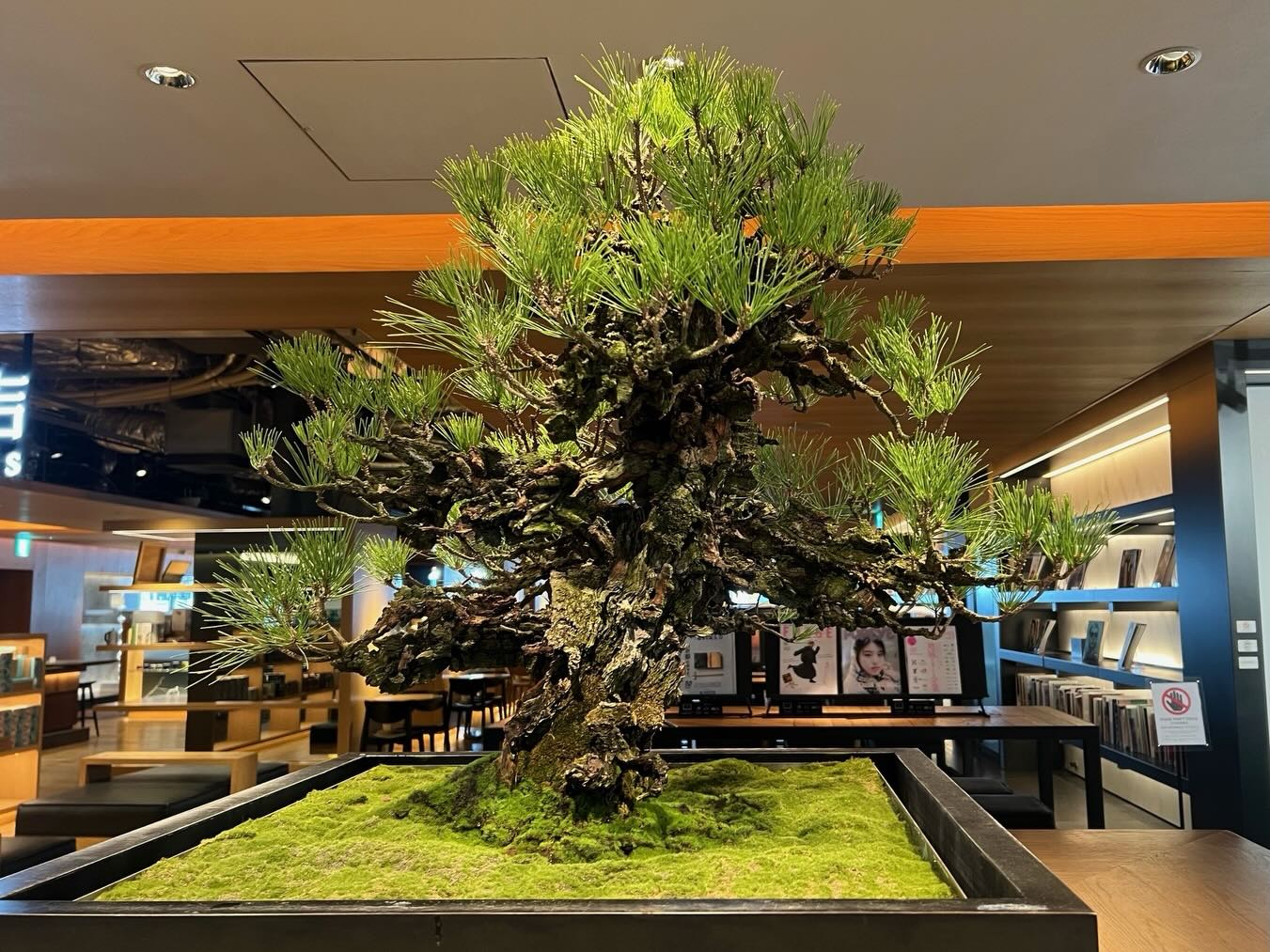 販売中／ 【盆栽】錦松 (ニシキマツ) 樹齢約100年 Japanese black pine