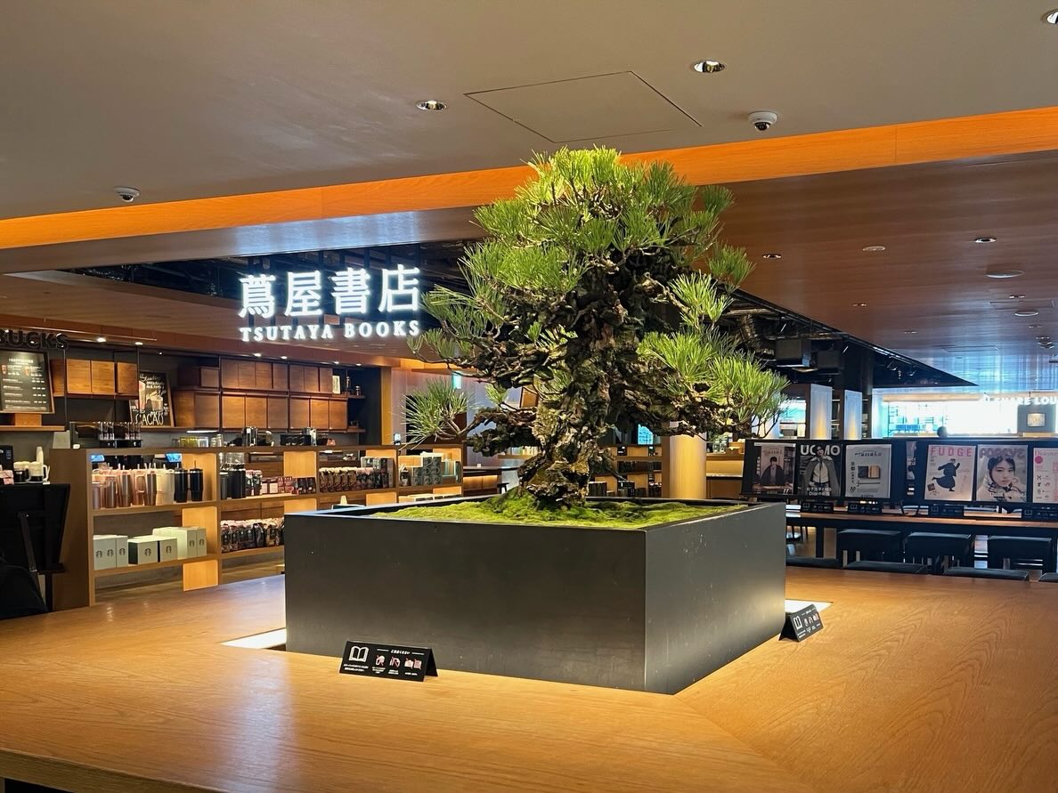 販売中／ 【盆栽】錦松 (ニシキマツ) 樹齢約100年 Japanese black pine
