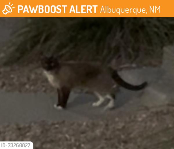 🚨 This cat was SIGHTED July 30, 2026 in Albuquerque, NM 87109