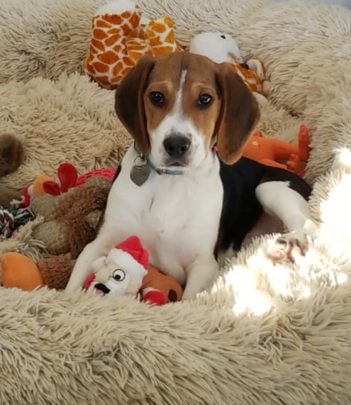 Rocky Top Beagles Montana | Twin Bridges MT