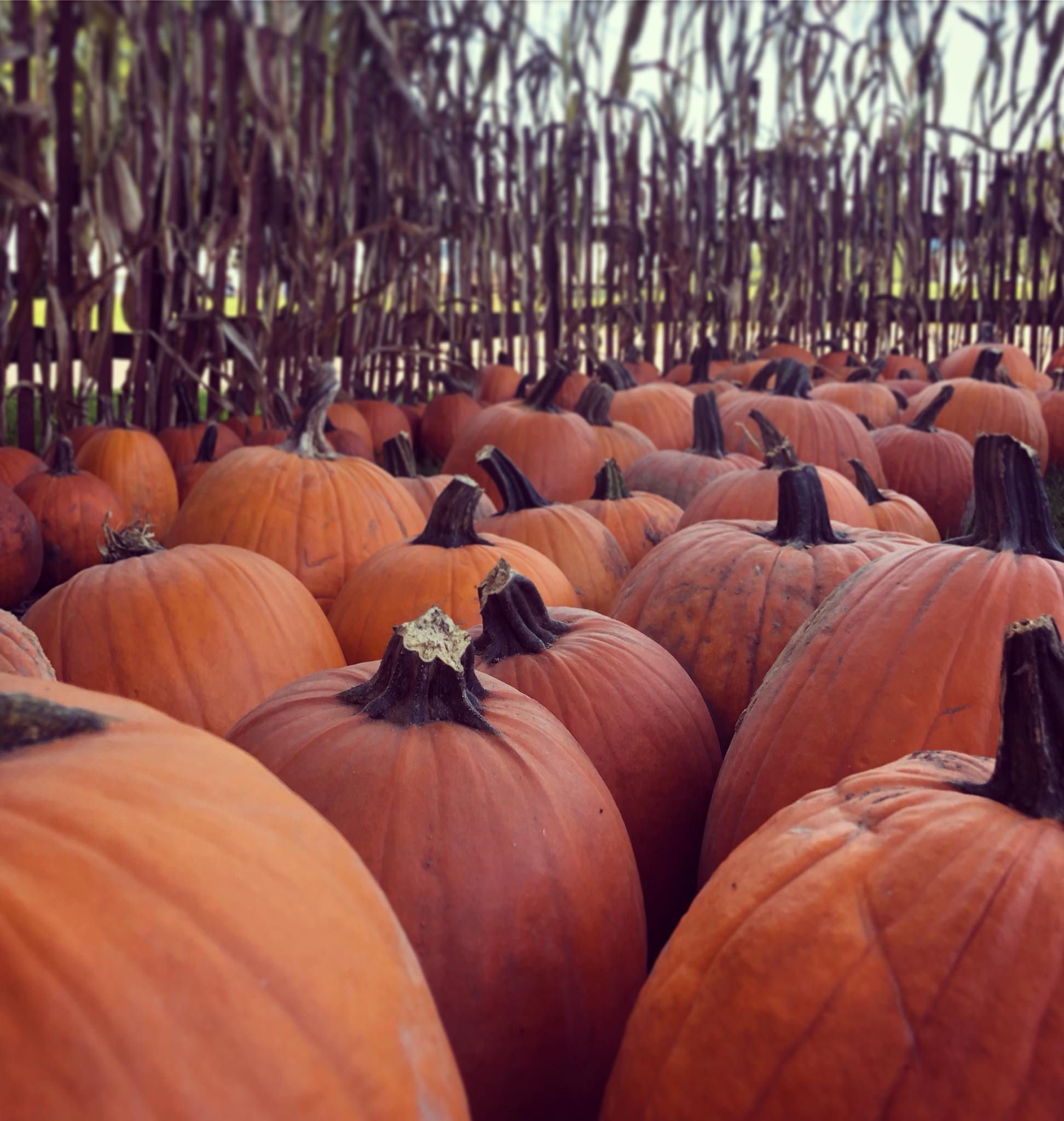 👻 The wait is almost over!... - Lorain County Metro Parks | Facebook