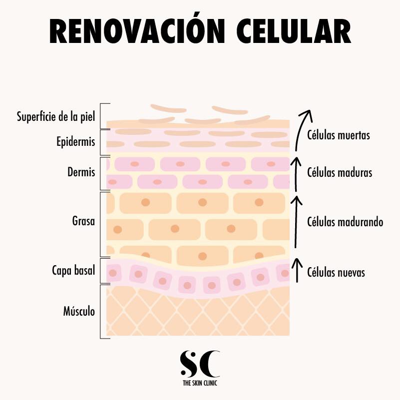 La renovación celular es el proceso... - The Skin Clinic Mx | Facebook