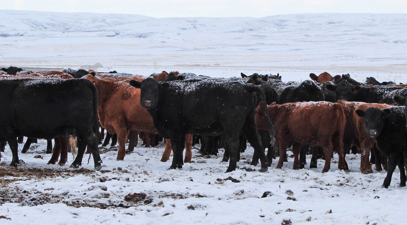 Benchmark Angus - The herd is all huddled and keeping warm... | Facebook