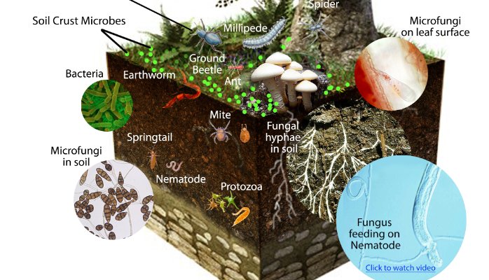 PLANT & SOIL Biology