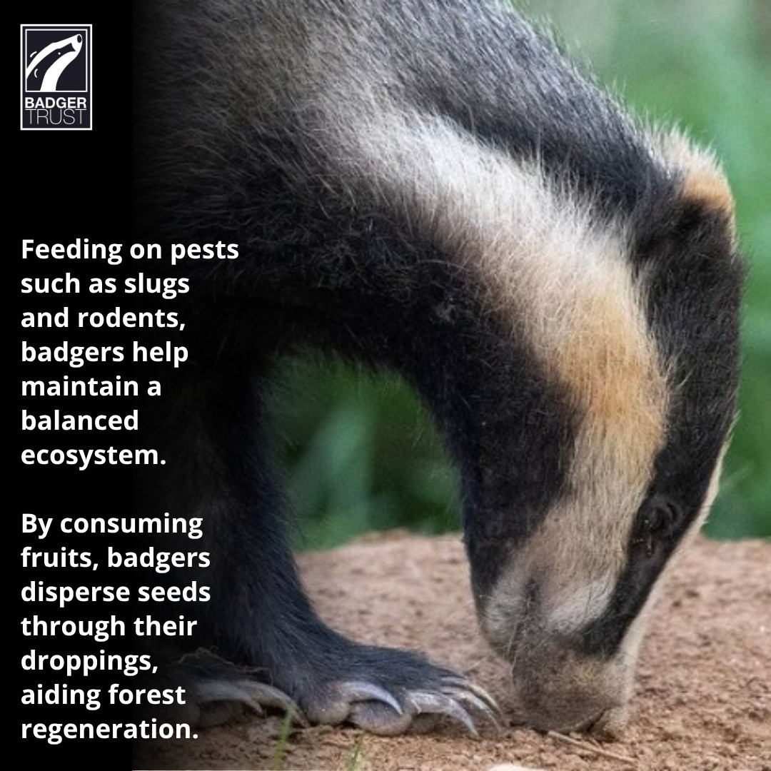 Badger Trust | Brighton and Hove