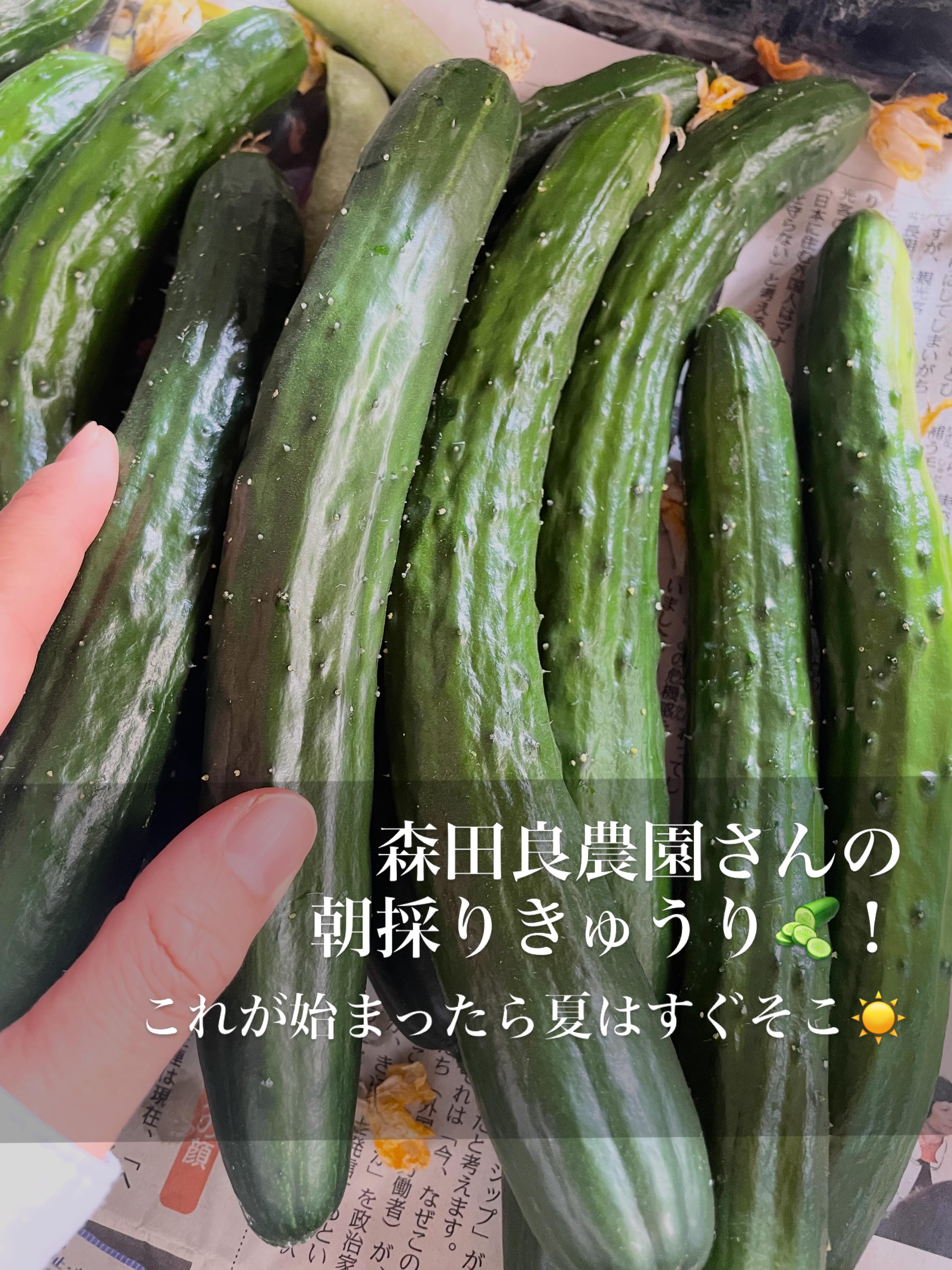 こちらはマシシきゅうり🥒﻿ ・﻿ ブラジル原産🇧🇷のチクチクした