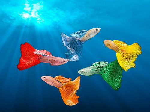 519 aquariums and fish decor | Facebook