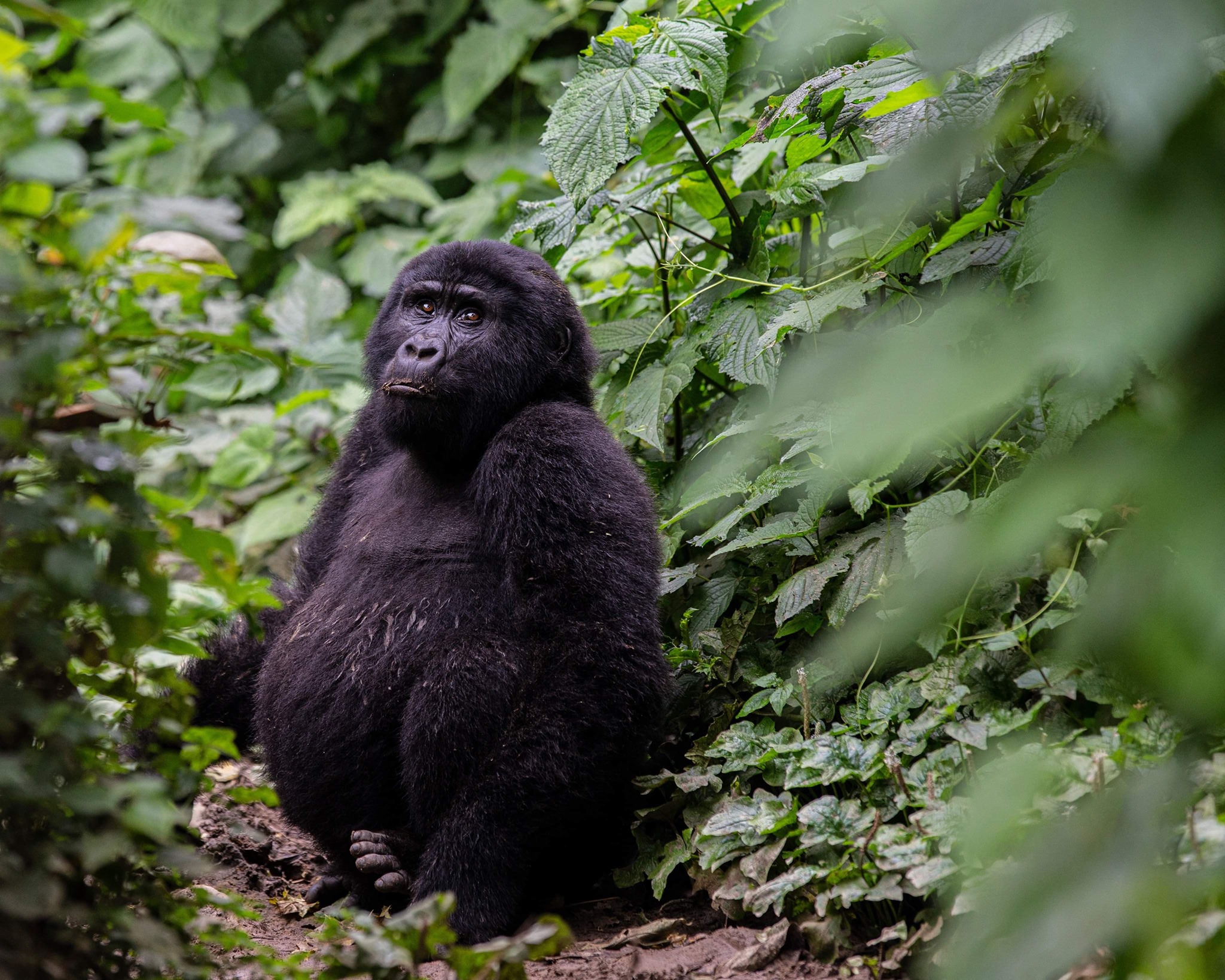 What our guests had to say about... - Kibo Slopes Rwanda Ltd