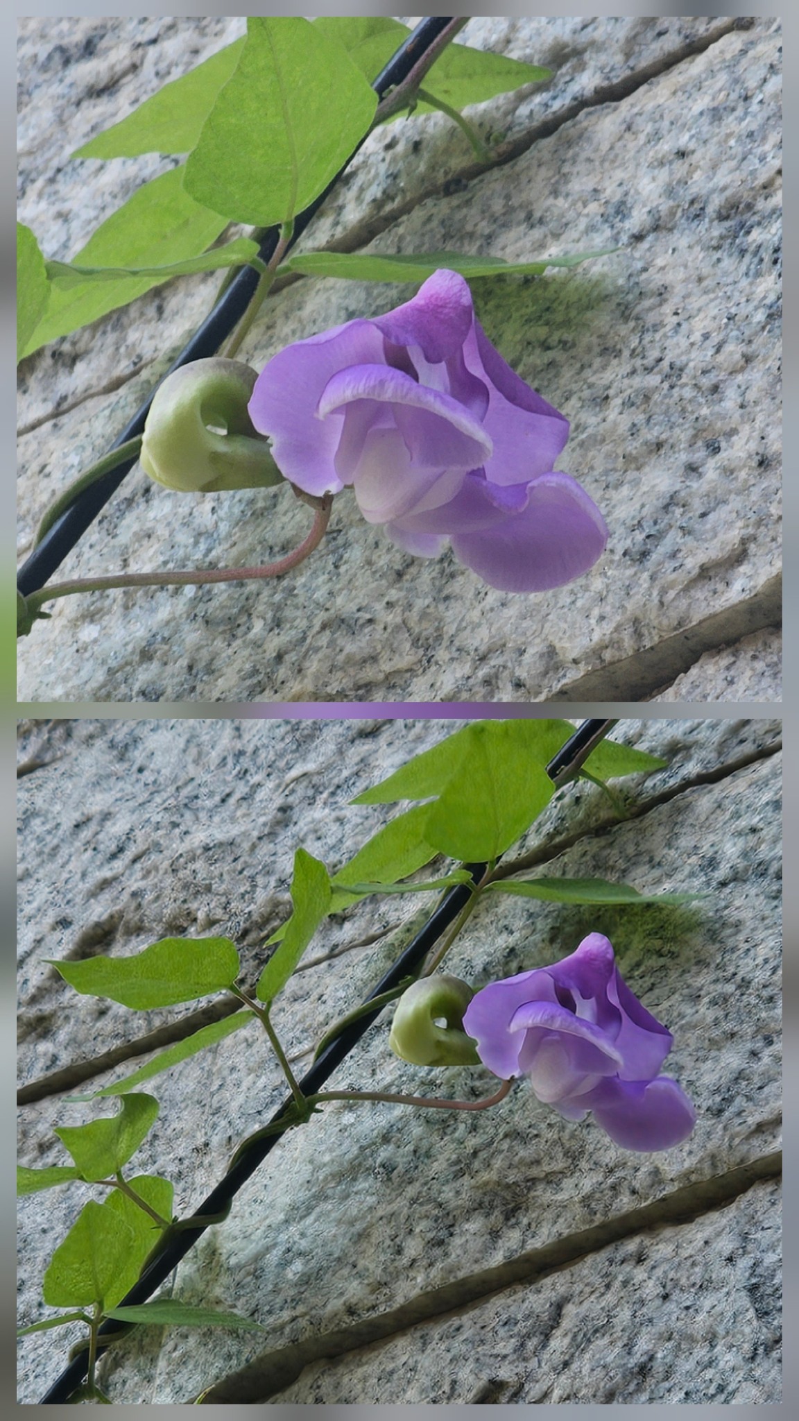 Ganesha vine in full bloom
