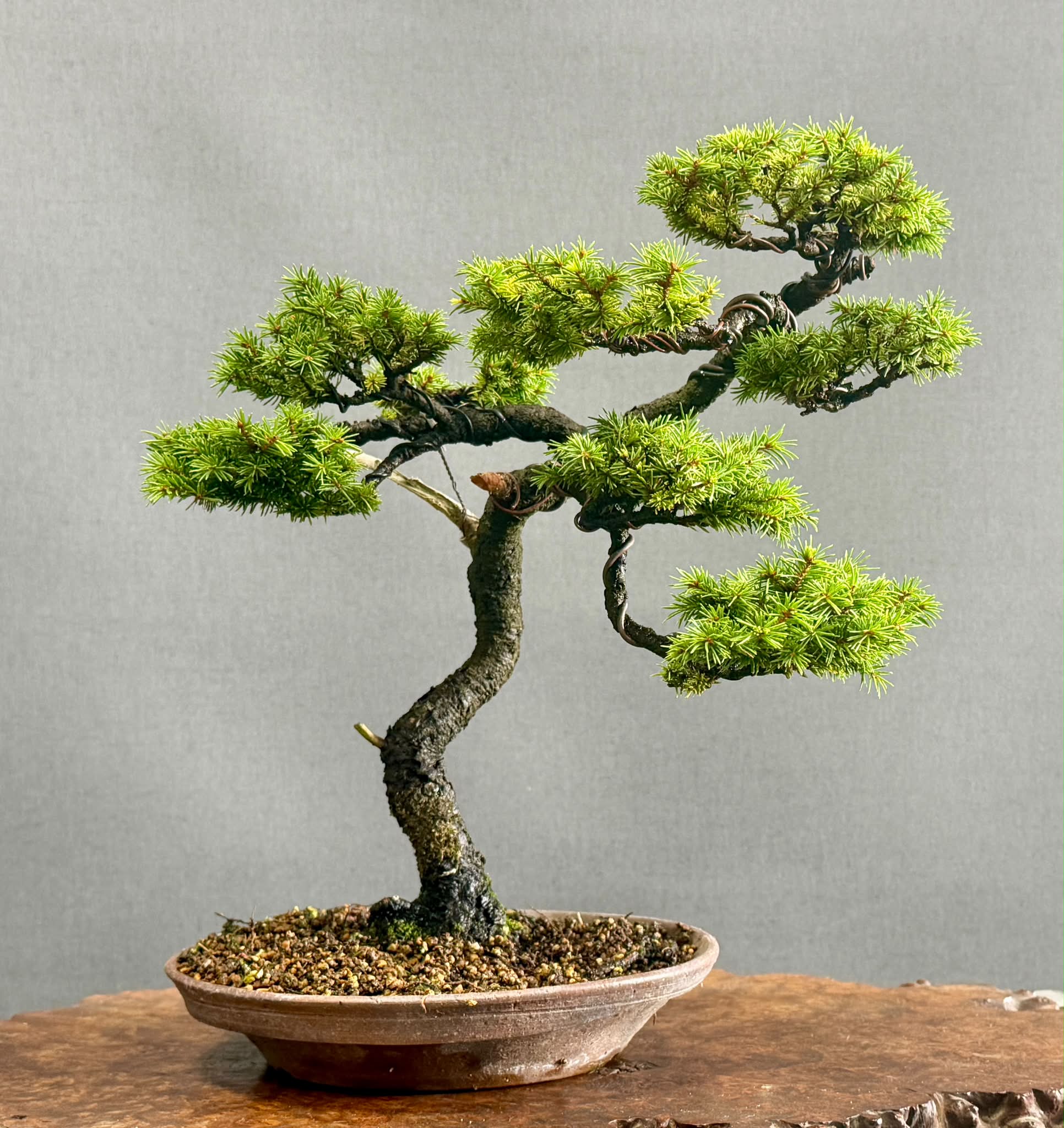 🍀イワシデ（Hornbeam）🍀 剪定しました✂️ Pruning✂️16㎝ #bonsai