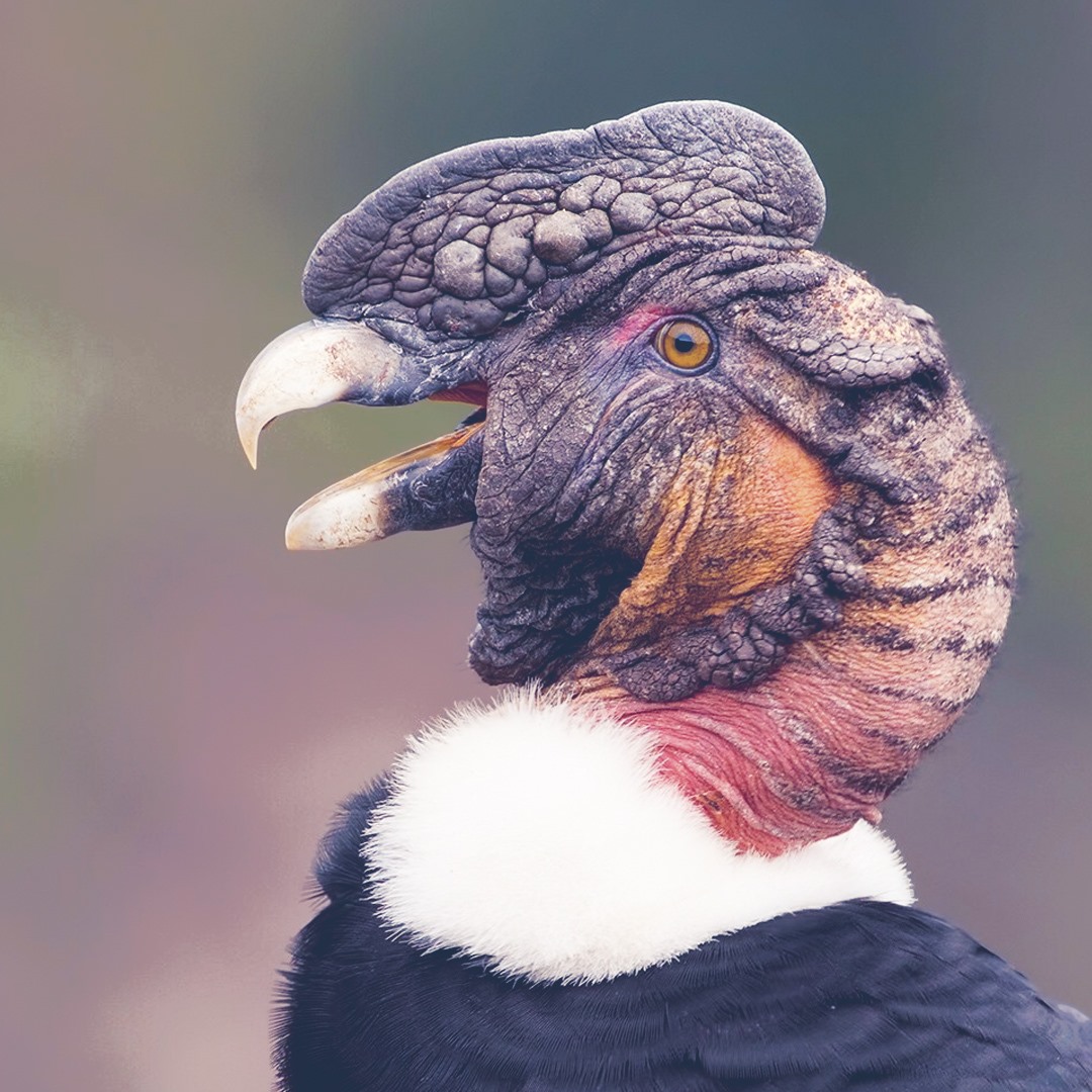 Semana de las aves: Cóndor Andino o... - The Real Eco State | Facebook