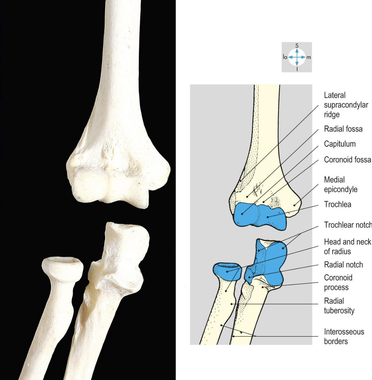 Global Fisio - Aquí te dejo información sobre el síndrome... | Facebook