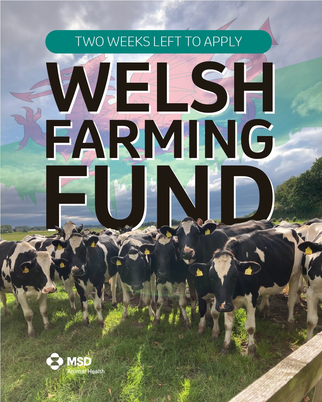 MSD - 💷 Just two weeks left until Welsh farming fund closes 🚨 Farmers ...