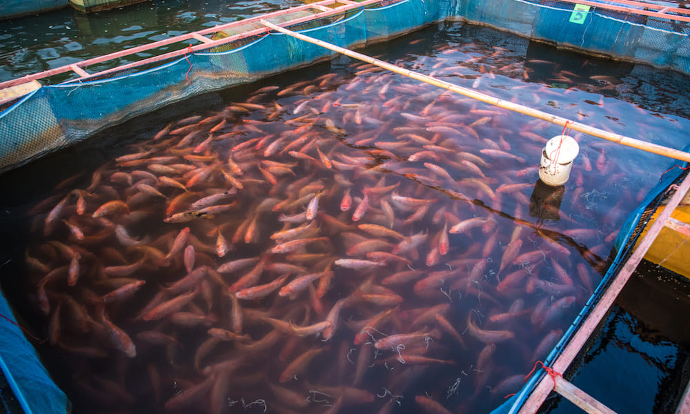 How To Start Your Own Fish... - Everything Agriculture | Facebook