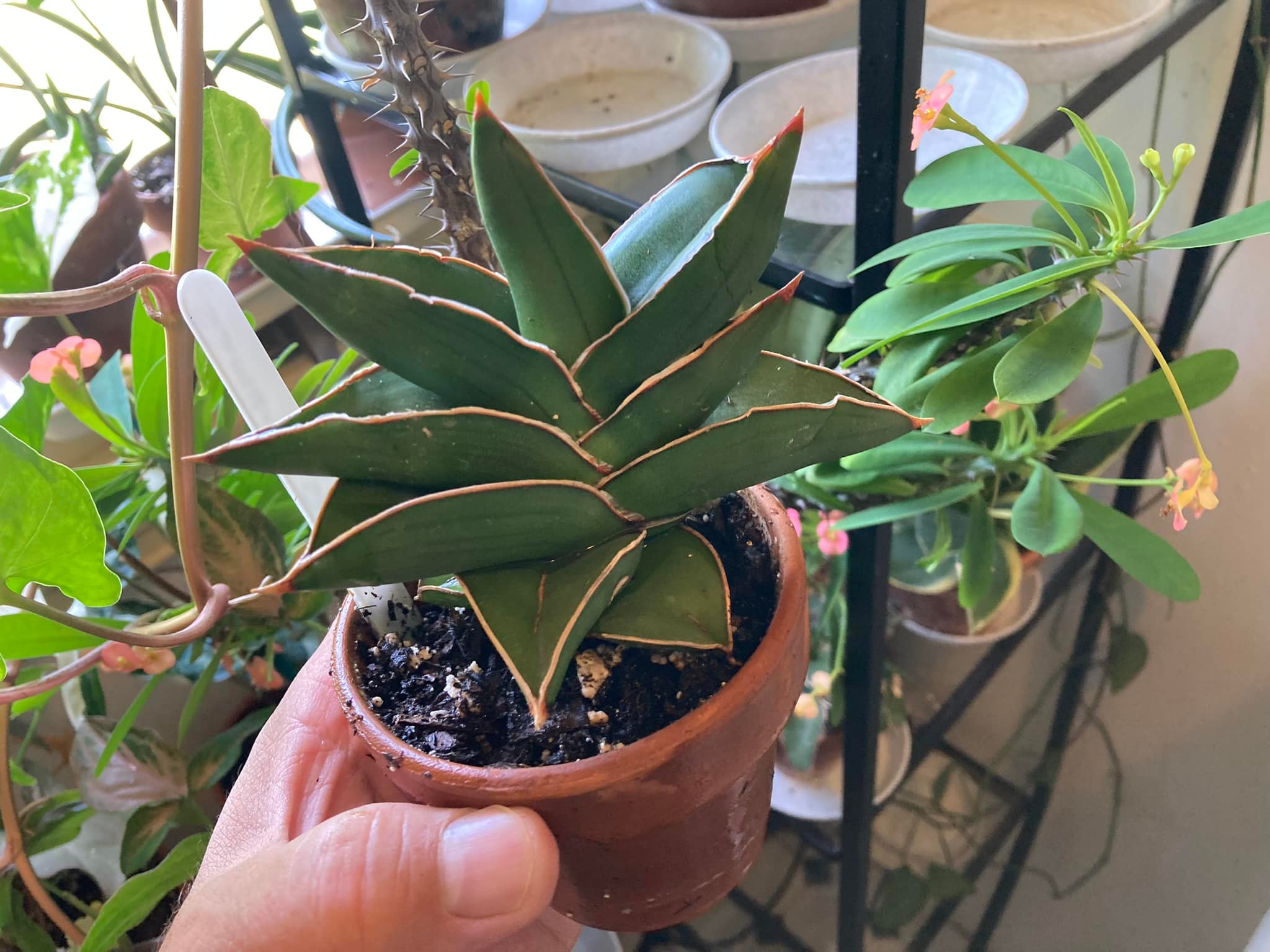 What Sansevieria books cover varieties and care?