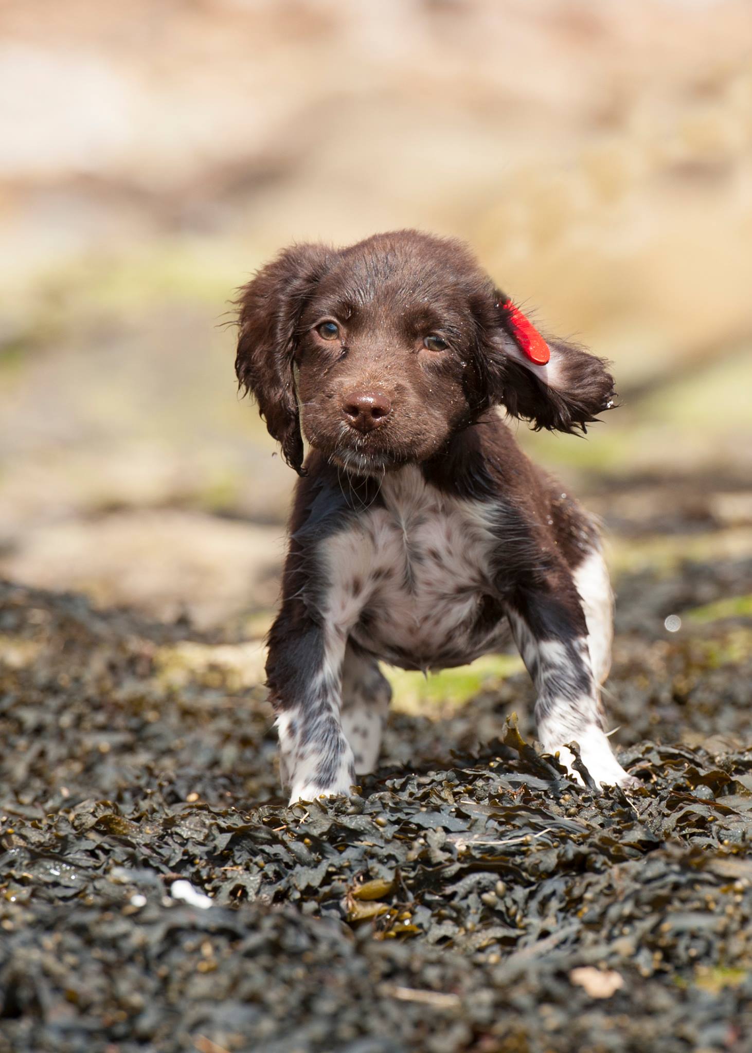 Ruby the puppy gets her very... - Yorkshire Wolds Photography