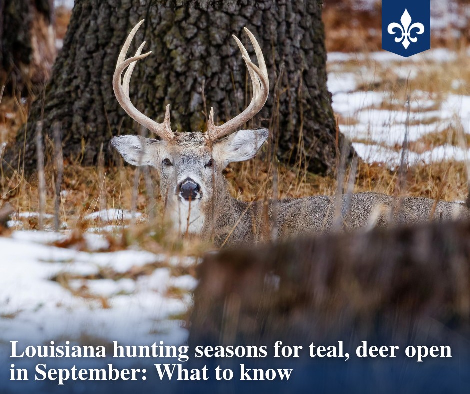 Louisiana - Louisiana hunting seasons for deer and teal start on the ...
