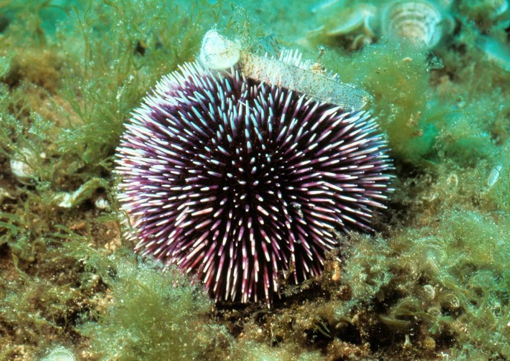 Aloha Scuba School - Riccio di prateria Al pari degli altri ricci di ...