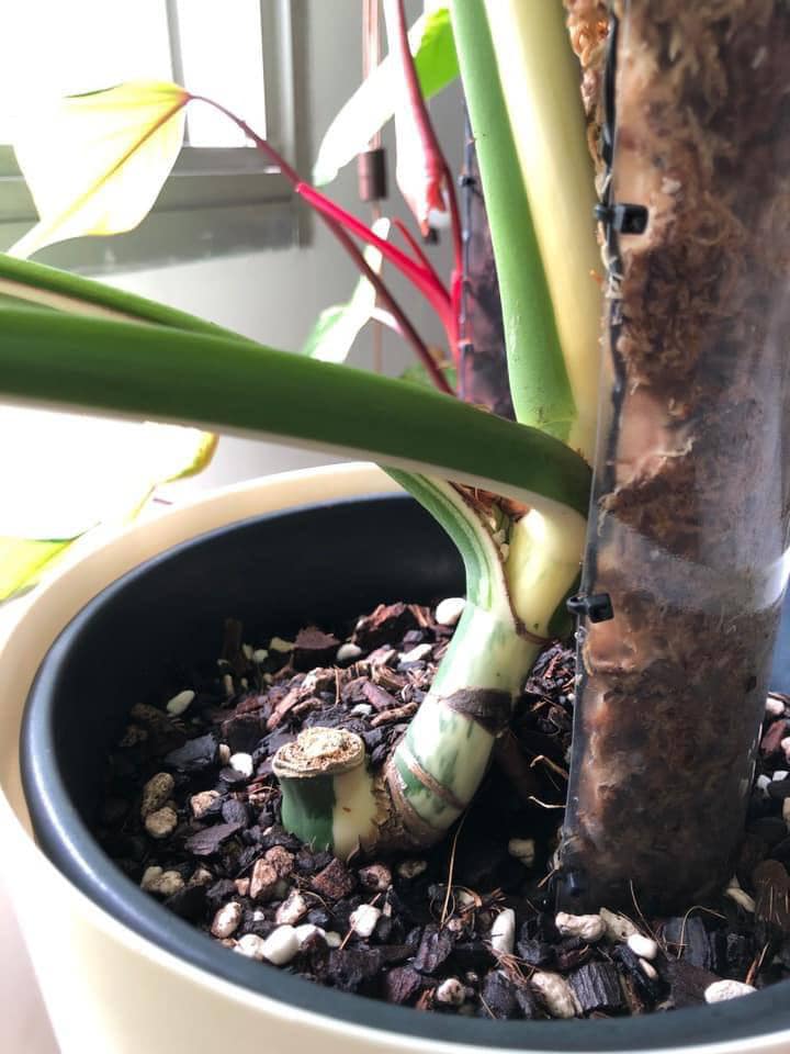 Monstera plant for sale near me Posts Facebook